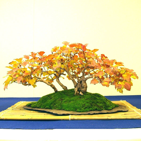 Bonsai, Schneeball, Flossform