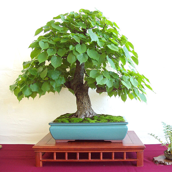 Bonsai, Linde, Frei aufrechter Stil