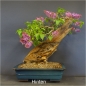 Preview: blauer flieder bonsai