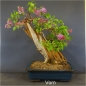Preview: blauer flieder bonsai