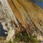 Preview: blauer flieder bonsai totholz stamm