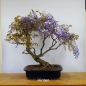 Preview: Blauregen, Wisteria, hinten