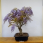 Preview: Blauregen, Wisteria, links