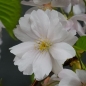 Preview: Blüte Kirsche