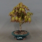 Preview: Acer palmatum Fächerahorn