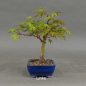 Preview: Acer palmatum Fächerahorn