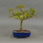 Preview: Acer palmatum Fächerahorn