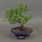 Preview: Pre-Bonsai, Baumwürger, links