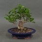 Preview: Pre-Bonsai, Baumwürger, vorn