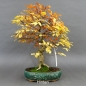 Preview: Carpinus betulus, Hainbuche, Bonsai