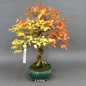 Preview: Carpinus betulus, Hainbuche, Bonsai