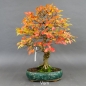 Preview: Carpinus betulus, Hainbuche, Bonsai