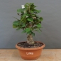 Preview: Corylus Hasel Bonsai