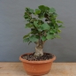 Preview: Corylus Hasel Bonsai