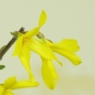 Preview: Goldglöckchen - Forsythia x intermedia 1