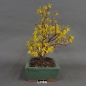 Preview: Forsythie, Goldglöckchen, Bonsai