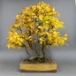 Preview: Bonsai, Hainbuche