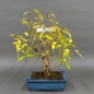 Preview: product image