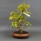 Preview: Winterheckenkirsche, Lonicera, purpusii
