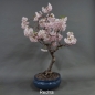 Preview: Blütenkirsche Bonsai