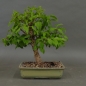 Preview: Bonsai, Cornus mas, vorn