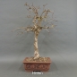 Preview: Bonsai, Cornus mas, Kornelkirsche
