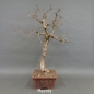 Preview: Bonsai, Cornus mas, Kornelkirsche