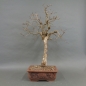 Preview: Bonsai, Cornus mas, Kornelkirsche