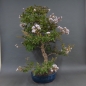 Preview: Satsuki, Azalee, Bonsai
