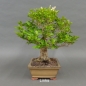 Preview: Liguster, Ligustrum vulgare, hinten