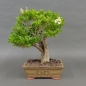 Preview: Liguster, Ligustrum vulgare, vorn