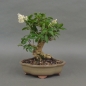 Preview: Liguster, Ligustrum vulgare