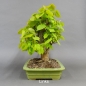 Preview: Tilia, cordata, Linde, Winterlinde, Bonsai
