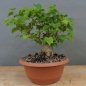 Preview: Tilia, cordata, Linde, Winterlinde, Bonsai