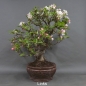 Preview: Bonsai, Apfel, Sommer