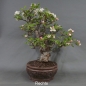 Preview: Bonsai, Apfel, rechte Ansicht