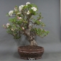 Preview: Bonsai, Apfel, Vorderansicht