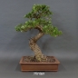 Preview: Olea europaea - Wilde Olive 10