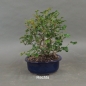 Preview: Rotdorn, Bonsai, rechts