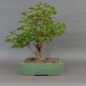 Preview: product image