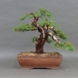 Preview: Juniperus chin. Hetzii, vorn
