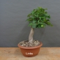Preview: Pre-Bonsai, Zelkova serrata