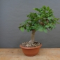 Preview: Pre-Bonsai, Zelkove
