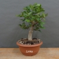 Preview: Pre-Bonsai, Zelkova serrata