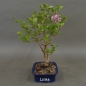 Preview: Fingerstrauch, rosa, Potentilla