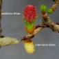 Preview: Laerche Blüten