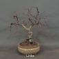 Preview: Pre-Bonsai, Sandbirke, Betula pendula