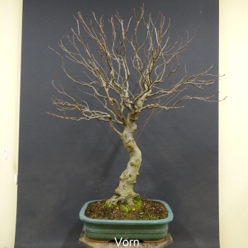 Bonsai, Schwarzerle, Alnus, Winter