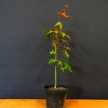 Acer buergerianum, Dreispitzahorn