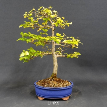 Preview: Bonsai, Feldulme Ulmus minor